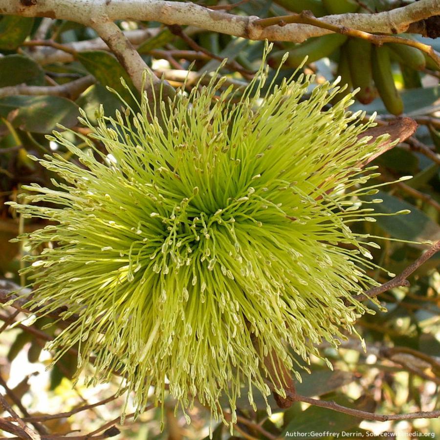 ユーカリ レーマニー 種子 明るい黄緑色の花のユーカリ ハーブ木 樹木 種子 Seeds Flower Green Kugel 通販 Yahoo ショッピング