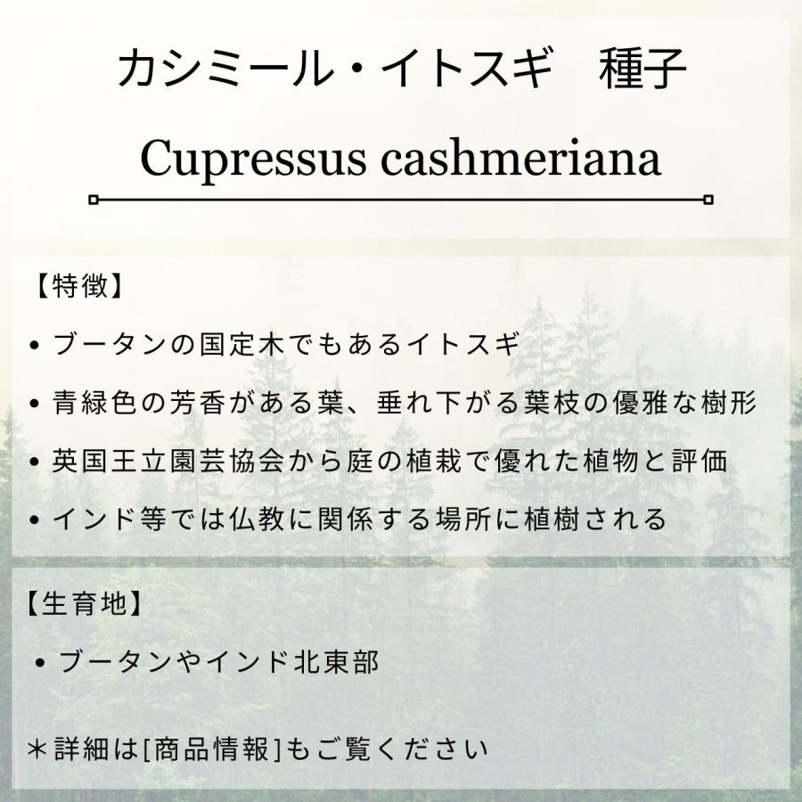カシミール・イトスギ 種子 | ブータン・イトスギ - 美しい葉色と樹形のコニファー - 種子 |  | 01