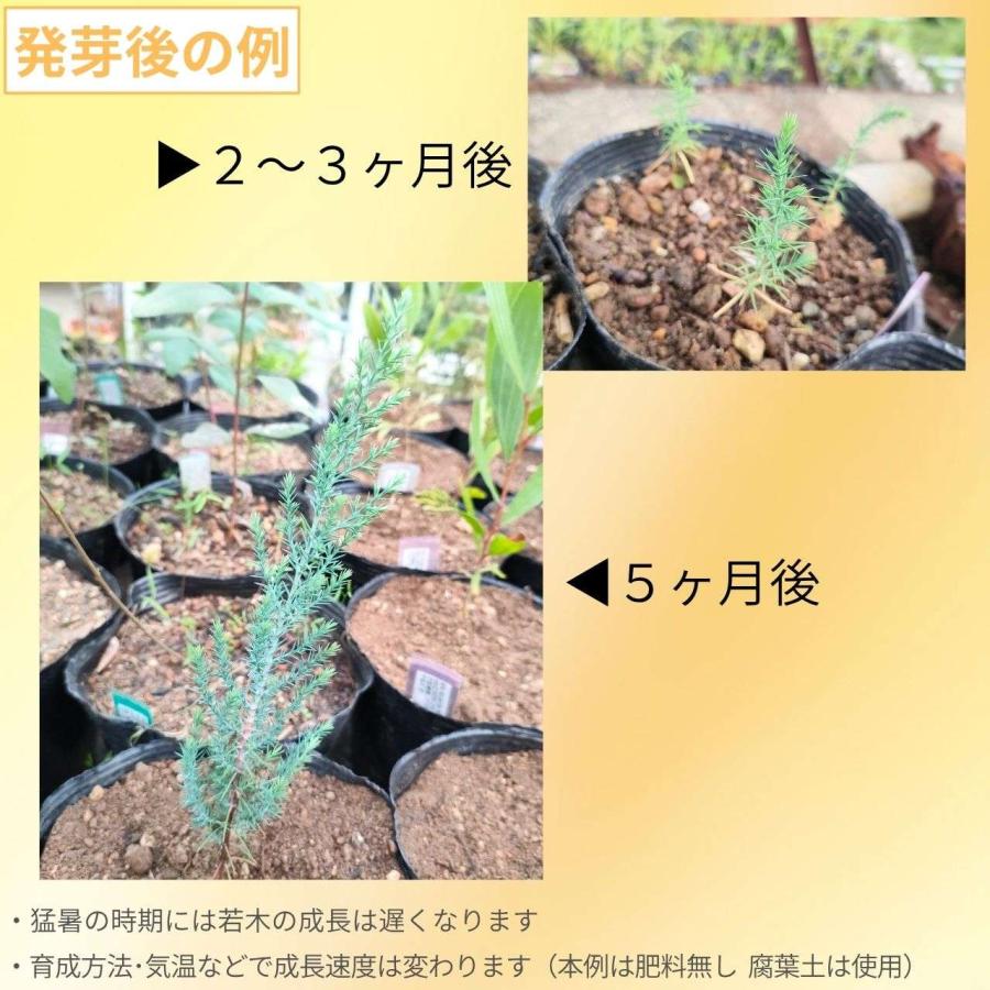 カシミール・イトスギ 種子 | ブータン・イトスギ - 美しい葉色と樹形のコニファー - 種子 |  | 02