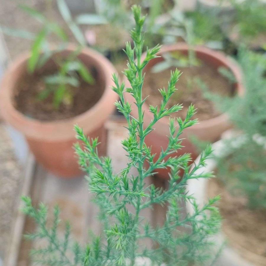 カシミール・イトスギ 種子 | ブータン・イトスギ - 美しい葉色と樹形のコニファー - 種子 |  | 03