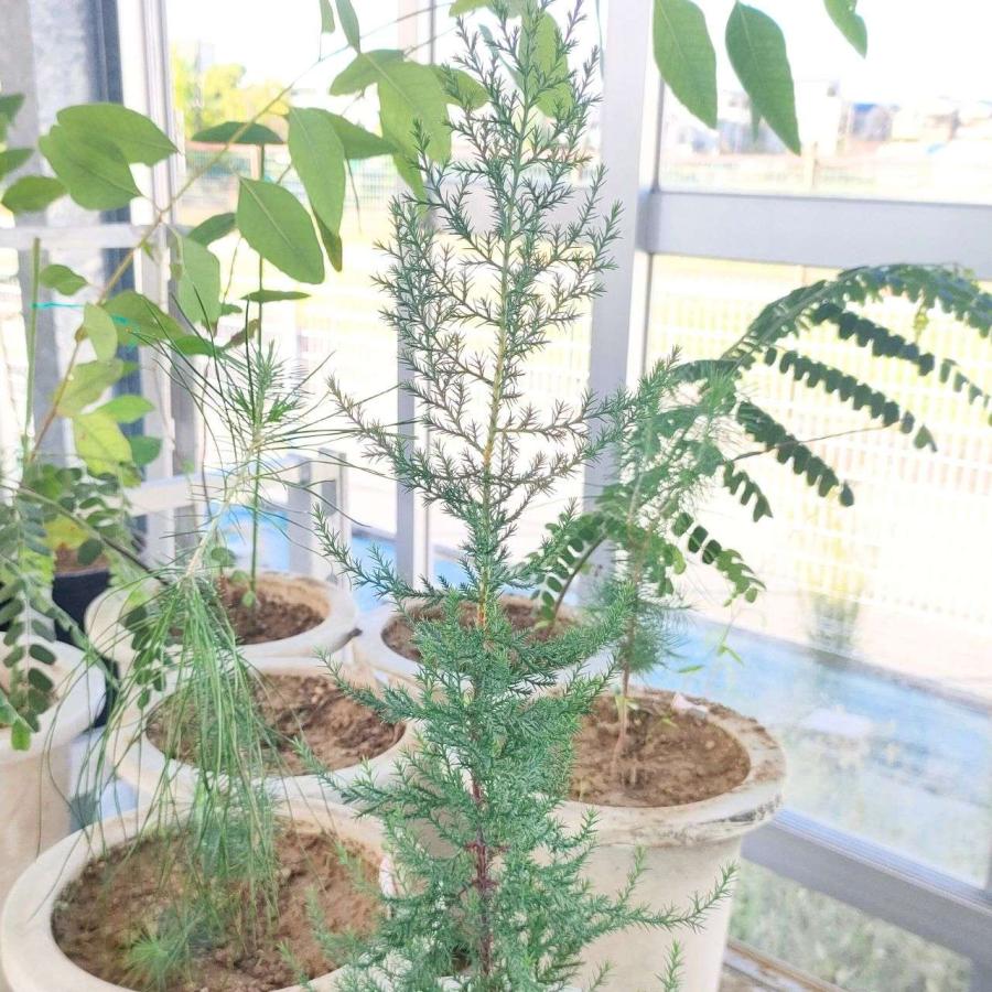 カシミール・イトスギ 種子 | ブータン・イトスギ - 美しい葉色と樹形のコニファー - 種子 |  | 04