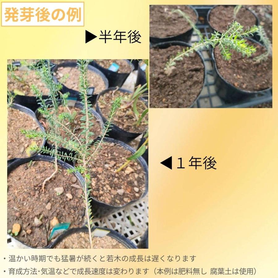 メラレウカ・ランセオラタ 種子 | ブラックペーパーバーク - 白色のブラシ状の花のオージープランツ - 種子 |  | 02