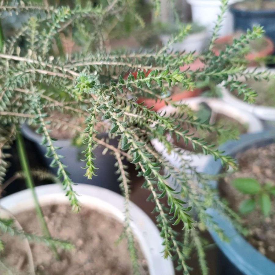 メラレウカ・ランセオラタ 種子 | ブラックペーパーバーク - 白色のブラシ状の花のオージープランツ - 種子 |  | 03