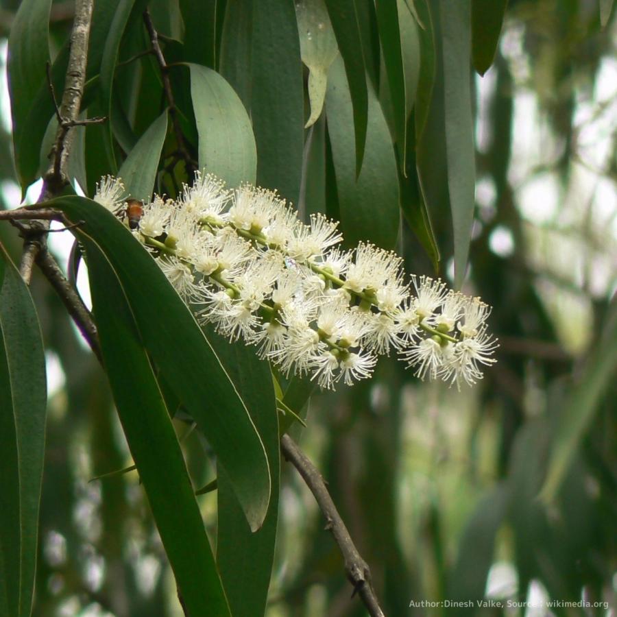 メラレウカ・ホワイトペーパーバーク 種子 | 白い樹皮と白い花を咲かせるメラレウカ | 花木 低木 種子｜kugelfg
