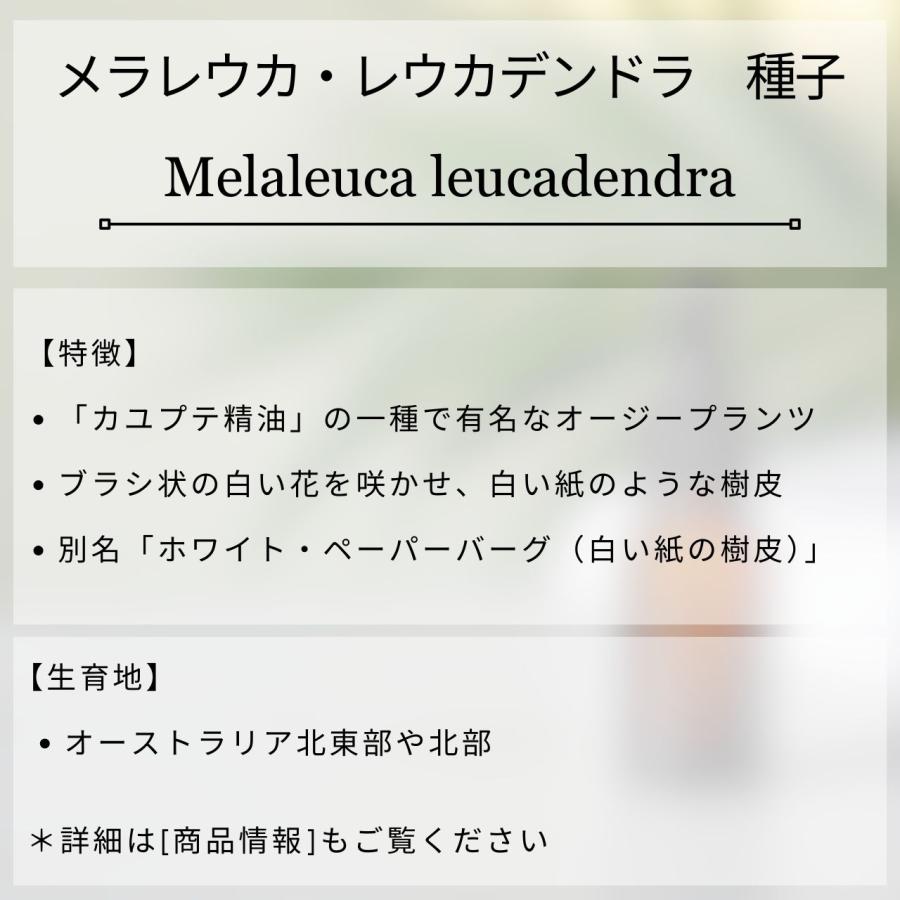 メラレウカ・レウカデンドラ 種子 | メラレウカ・レウカデンドロン - カユプテ精油で有名なオージープランツ - 種子 |  | 01