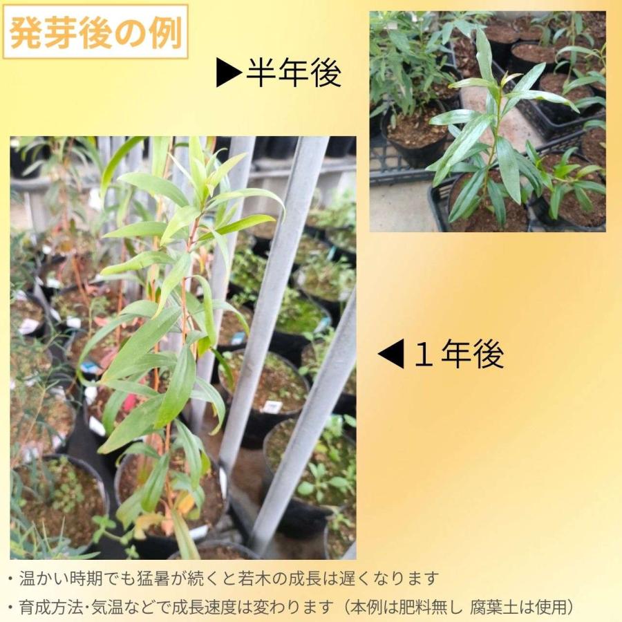 メラレウカ・レウカデンドラ 種子 | メラレウカ・レウカデンドロン - カユプテ精油で有名なオージープランツ - 種子 |  | 02