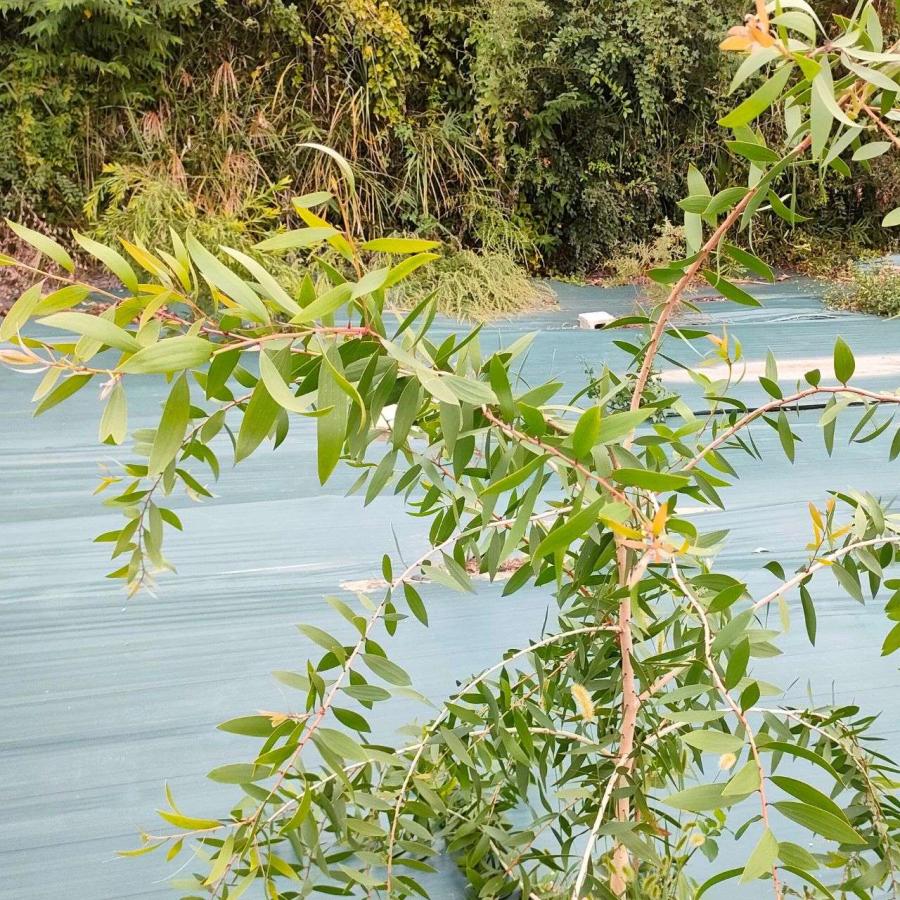 メラレウカ・レウカデンドラ 種子 | メラレウカ・レウカデンドロン - カユプテ精油で有名なオージープランツ - 種子 |  | 04