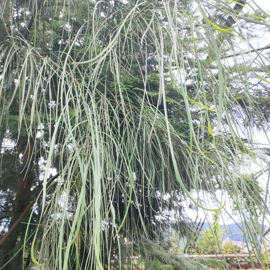 アカシア・ステノフィラ 種子 | シューストリング・アカシア  - 糸葉の枝垂れるミモザ - 種子 |  | 03