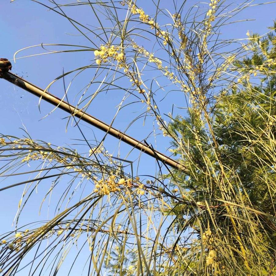 アカシア・ステノフィラ 種子 | シューストリング・アカシア  - 糸葉の枝垂れるミモザ - 種子 |  | 04