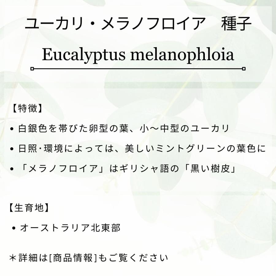 ユーカリ・メラノフロイア 種子 | 白銀色帯びた葉 - 種子 |  | 01