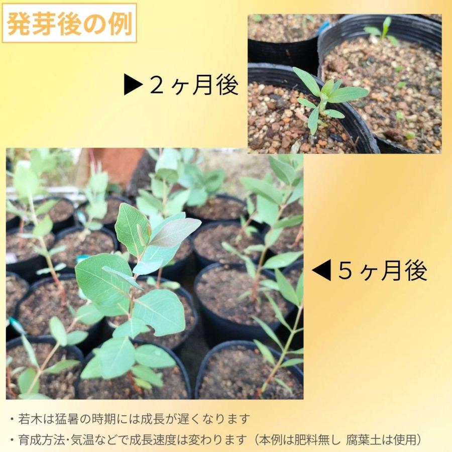 ユーカリ・メラノフロイア 種子 | 白銀色帯びた葉 - 種子 |  | 02