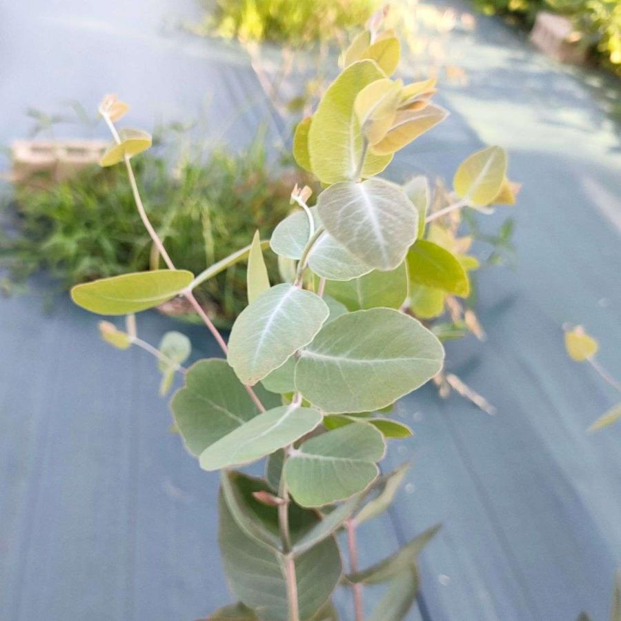 ユーカリ・メラノフロイア 種子 | 白銀色帯びた葉 - 種子 |  | 03