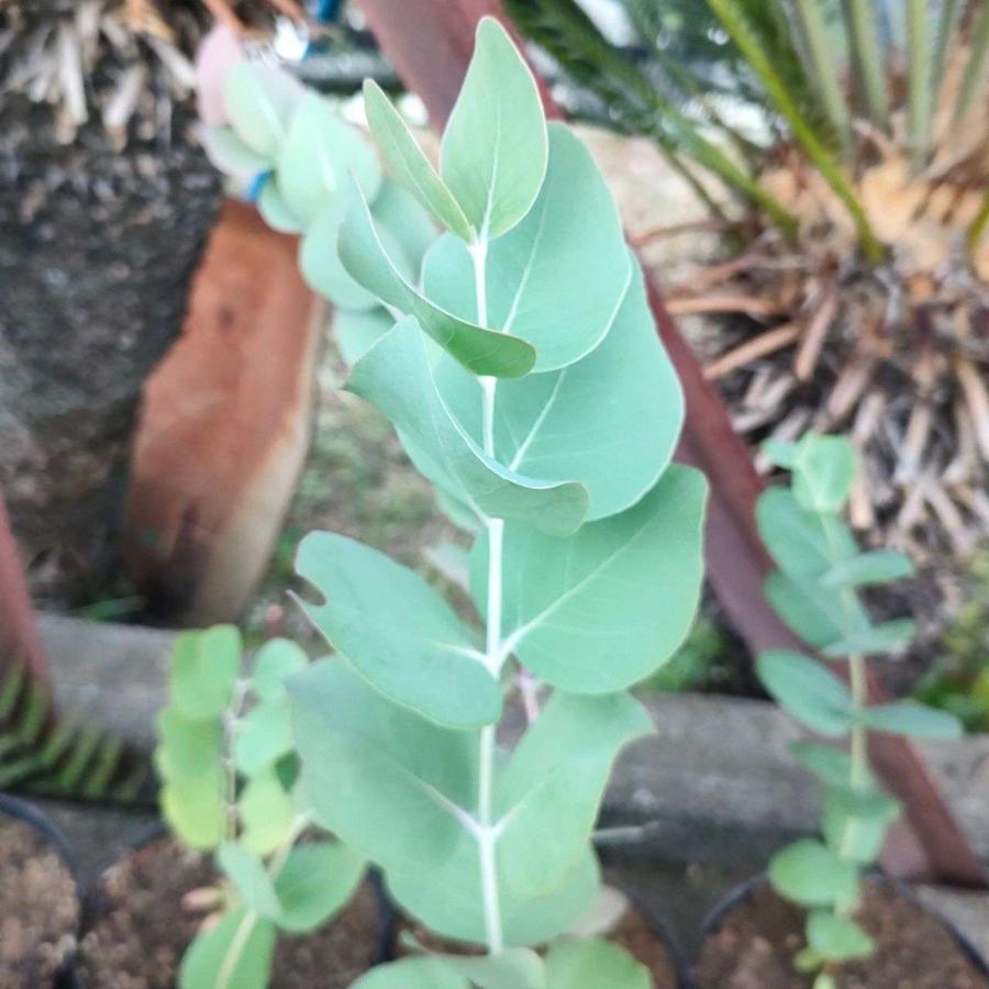 ユーカリ・メラノフロイア 種子 | 白銀色帯びた葉 - 種子 |  | 04