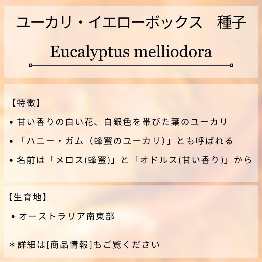 ユーカリ・イエローボックス 種子 | ユーカリ・メリオドラ - 甘い香りの花 - 種子 |  | 01