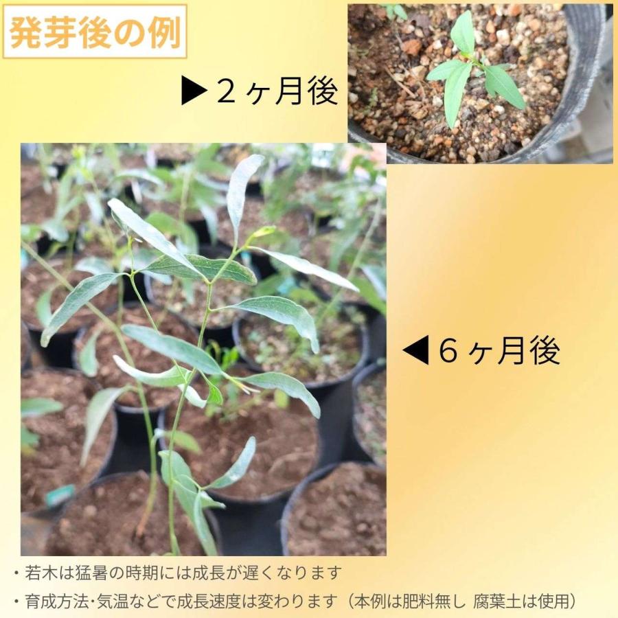 ユーカリ・イエローボックス 種子 | ユーカリ・メリオドラ - 甘い香りの花 - 種子 |  | 02