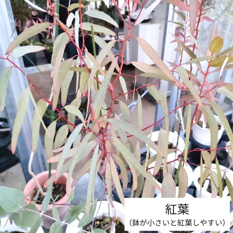ユーカリ・イエローボックス 種子 | ユーカリ・メリオドラ - 甘い香りの花 - 種子 |  | 04