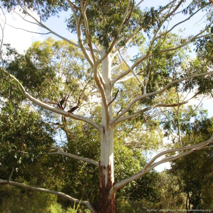 ユーカリ・グランディス 種子 | ローズガム - 大きいユーカリ - 種子 | 
