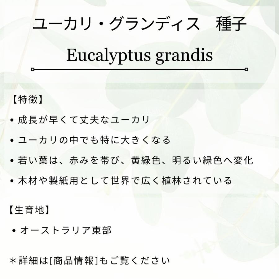 ユーカリ・グランディス 種子 | ローズガム - 大きいユーカリ - 種子 |  | 01