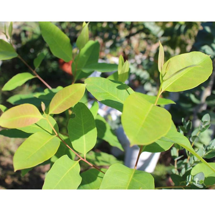 ユーカリ・グランディス 種子 | ローズガム - 大きいユーカリ - 種子 |  | 02