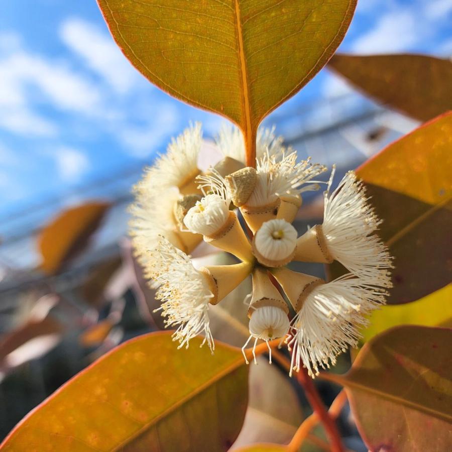 ユーカリ・グランディス 種子 | ローズガム - 大きいユーカリ - 種子 |  | 03