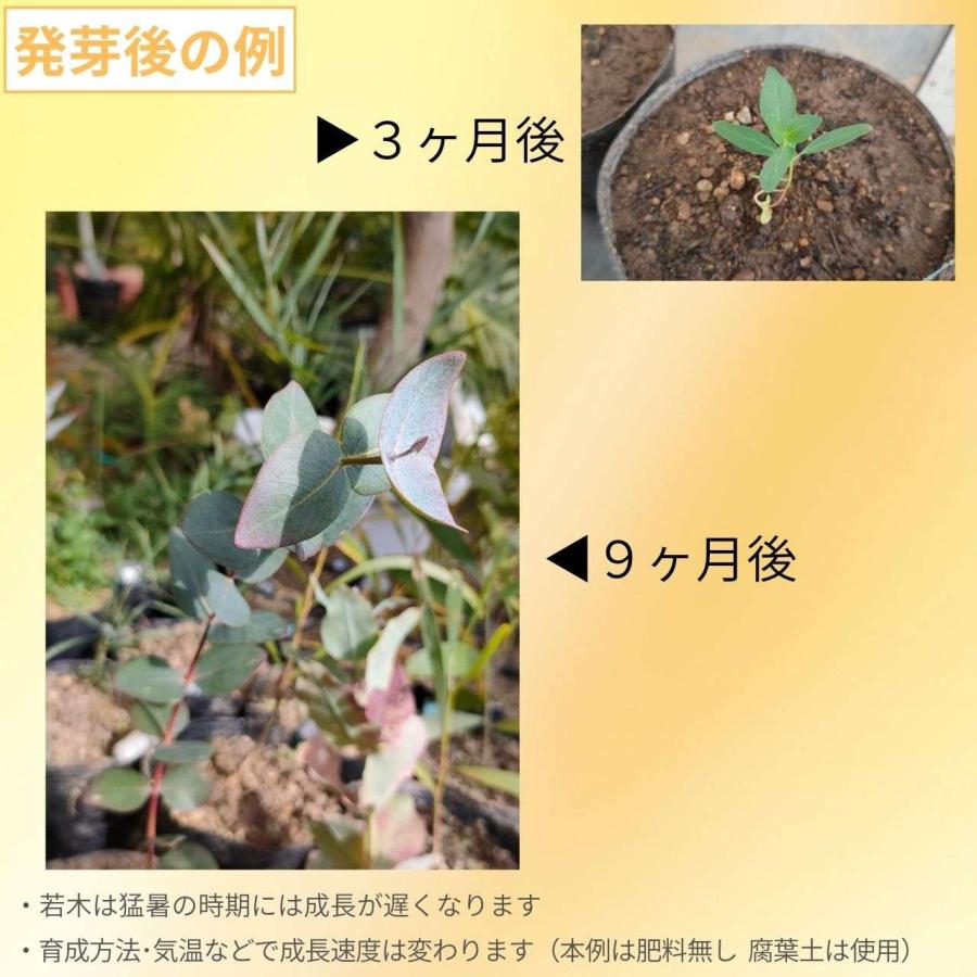 ユーカリ・ガモフィラ 種子 | 和合のツキヌキの葉 - 種子 |  | 02