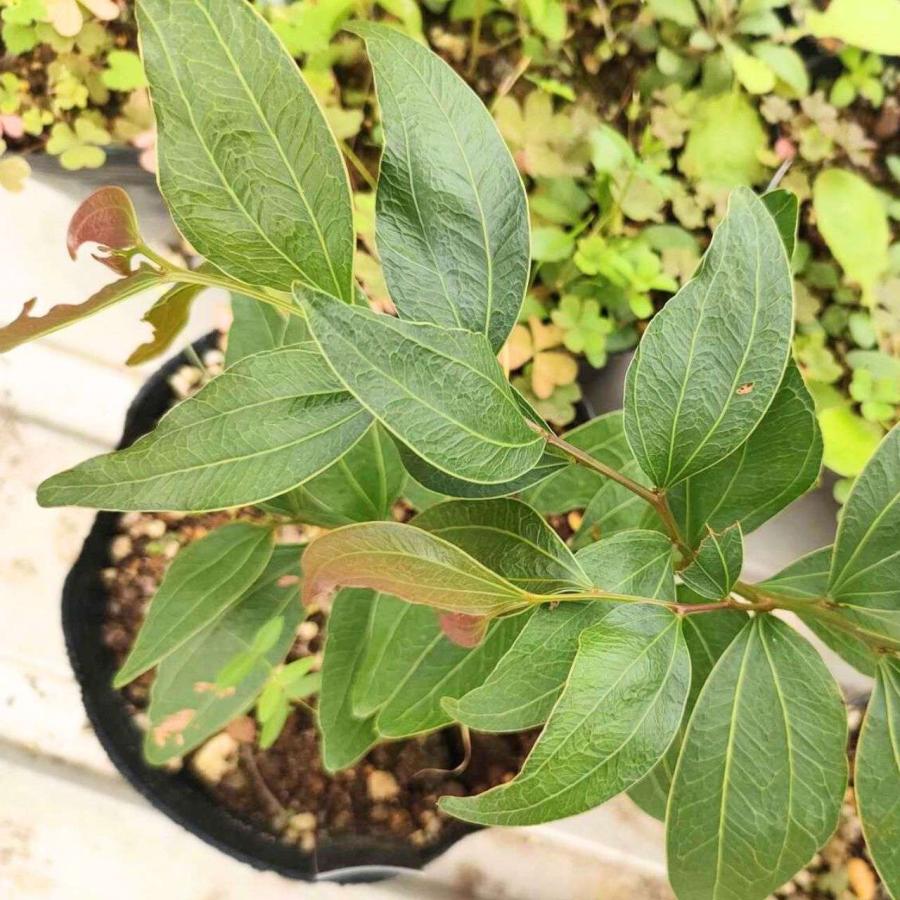 アカシア・ビネルヴァタ  種子 | ツーヴェインヒッコリー - 二筋の葉脈のミモザ - 種子 | 