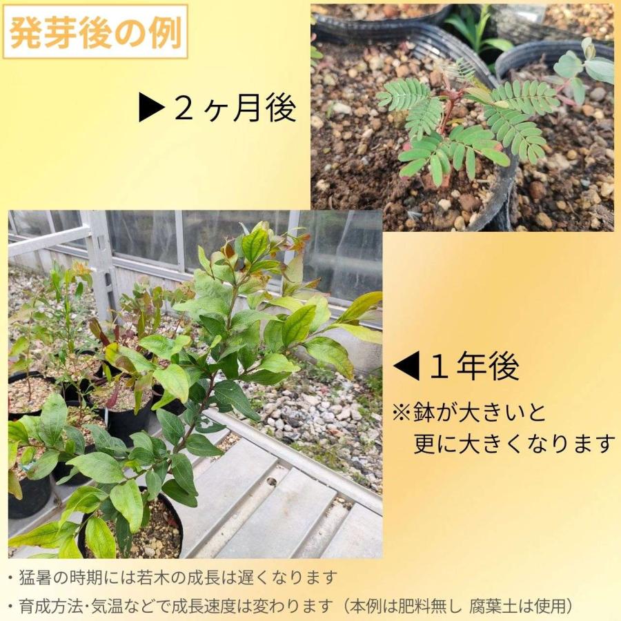 アカシア・ビネルヴァタ  種子 | ツーヴェインヒッコリー - 二筋の葉脈のミモザ - 種子 |  | 02