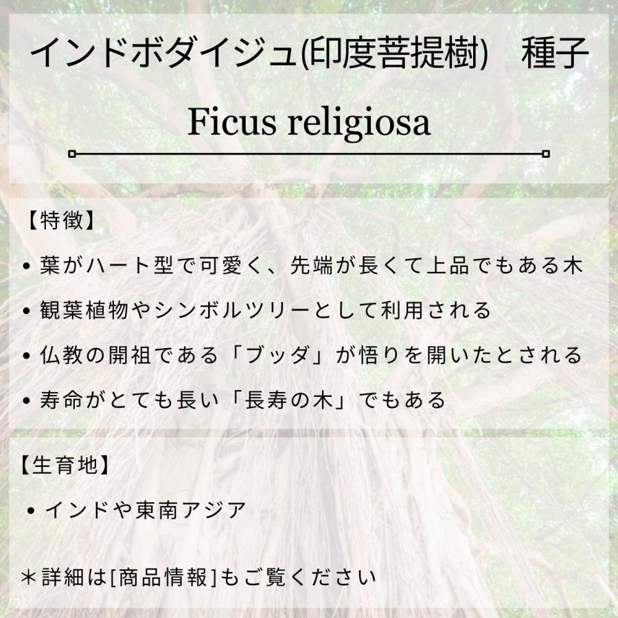 インドボダイジュ(印度菩提樹) 種子 | フィカス・レリジオーサ - 長寿
