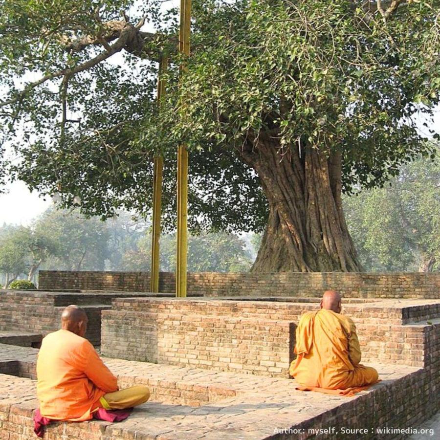 インドボダイジュ(印度菩提樹) 種子 | フィカス・レリジオーサ - 長寿