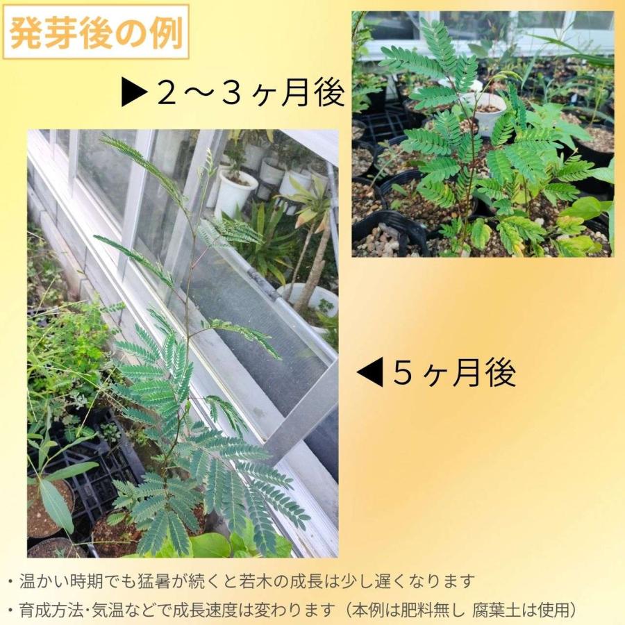 銀合歓（ギンゴウカン） 種子 | ギンネム - 春と秋に開花する中南米の花木 - 種子 |  | 02