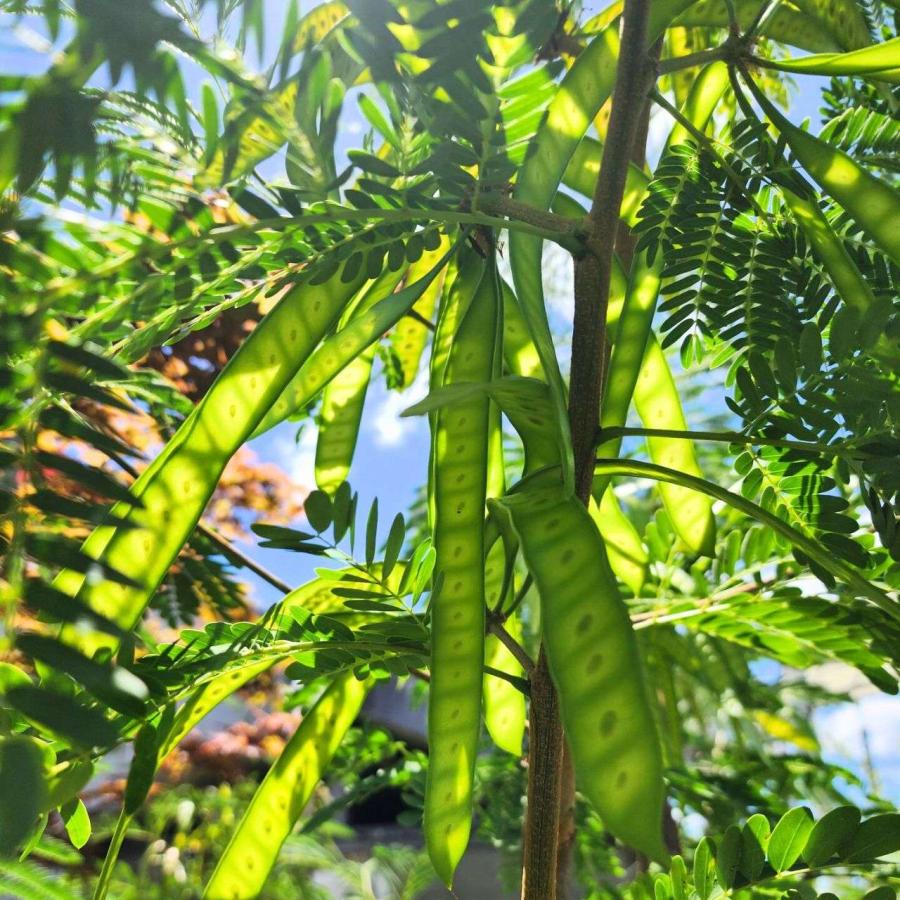 銀合歓（ギンゴウカン） 種子 | ギンネム - 春と秋に開花する中南米の花木 - 種子 |  | 04