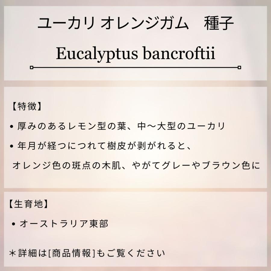 ユーカリ オレンジガム 種子 | ユーカリ・バンクロフト  - 厚みのあるレモン型の葉 - 種子 |  | 01
