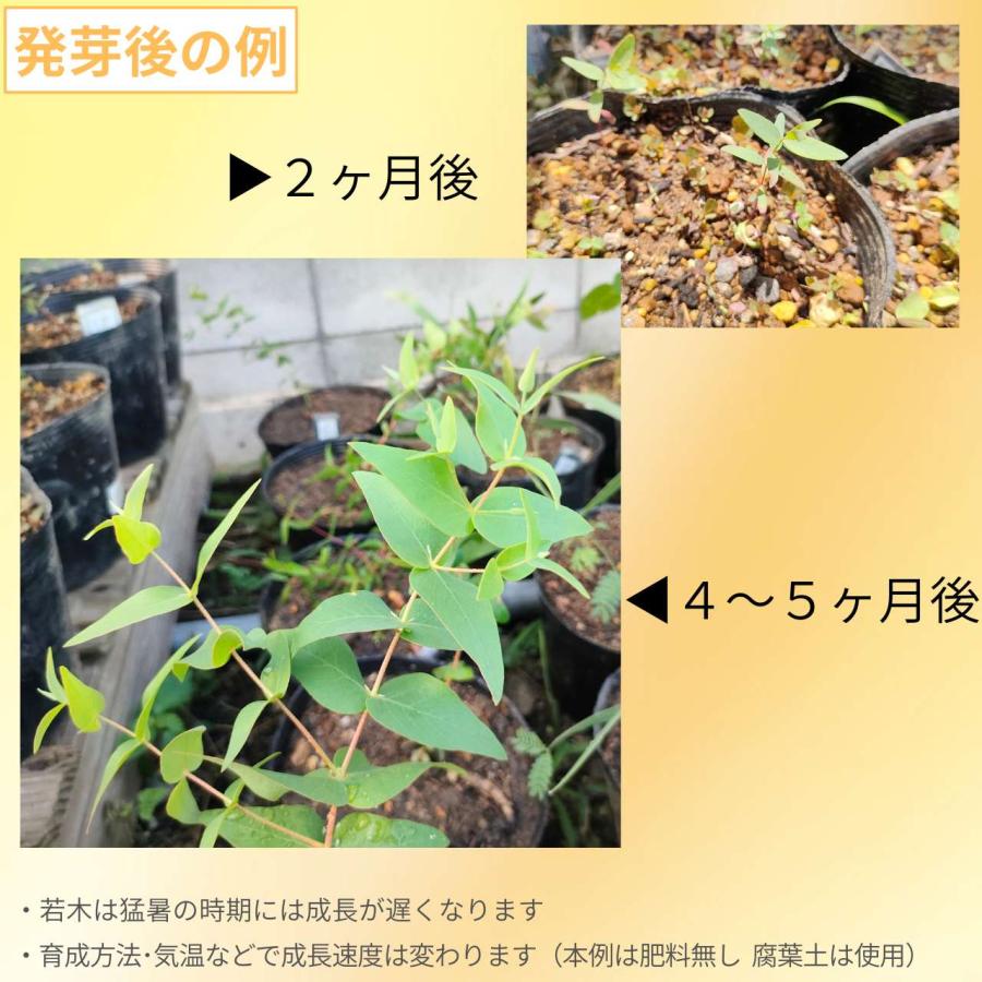ユーカリ・マカルトゥ 種子 | パディーリバーボックス - エッセンシャルオイルで有名 - 種子 |  | 02