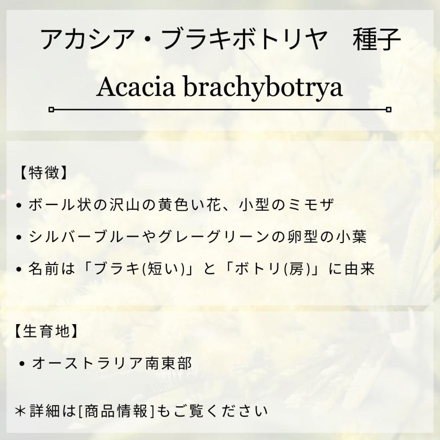 アカシア・ブラキボトリヤ 種子 | グレイワトル - 小葉の小型ミモザ