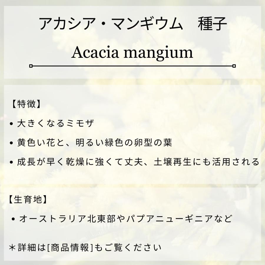 アカシア・マンギウム 種子 | ヒッコリーワトル - 土壌再生で植樹される丈夫で大型のミモザ - 種子 |  | 01