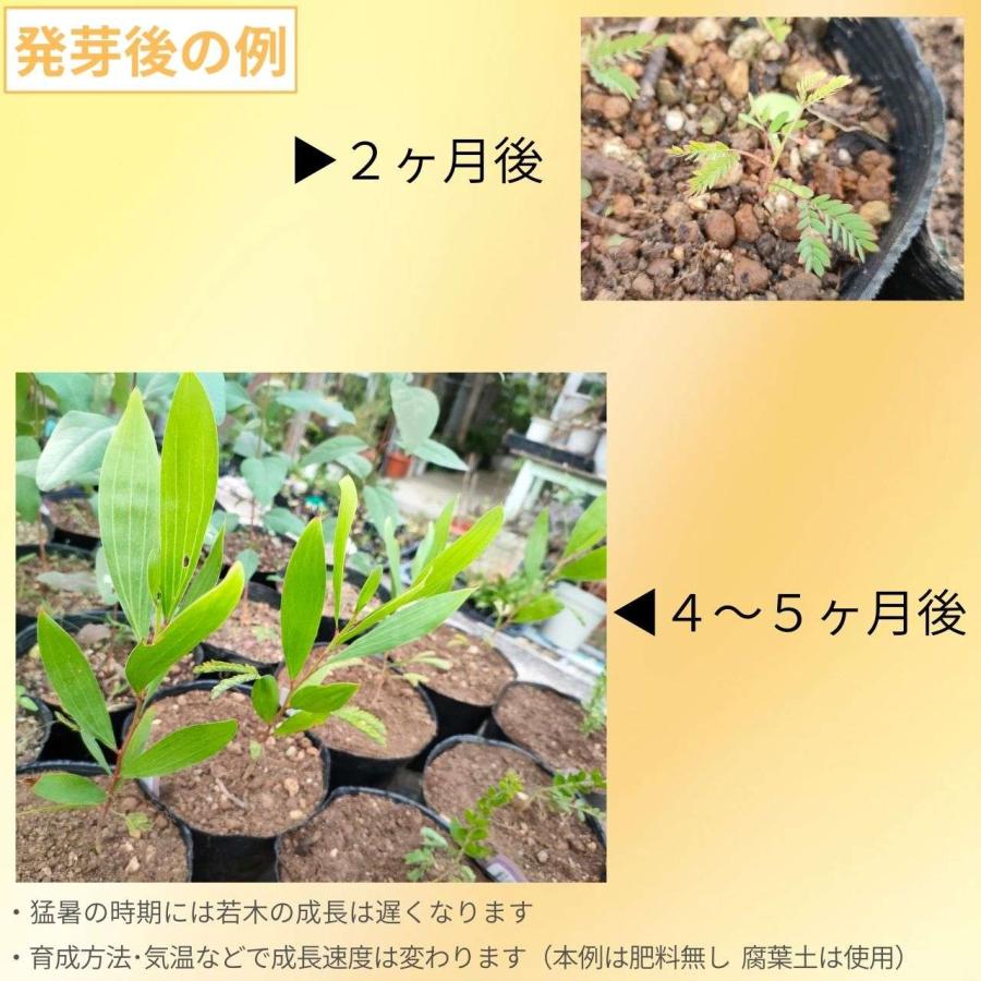 アカシア・マンギウム 種子 | ヒッコリーワトル - 土壌再生で植樹される丈夫で大型のミモザ - 種子 |  | 02
