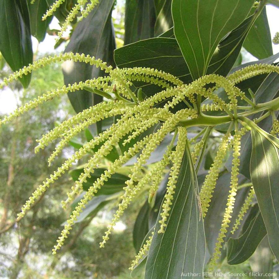 アカシア・マンギウム 種子 | ヒッコリーワトル - 土壌再生で植樹される丈夫で大型のミモザ - 種子 |  | 03