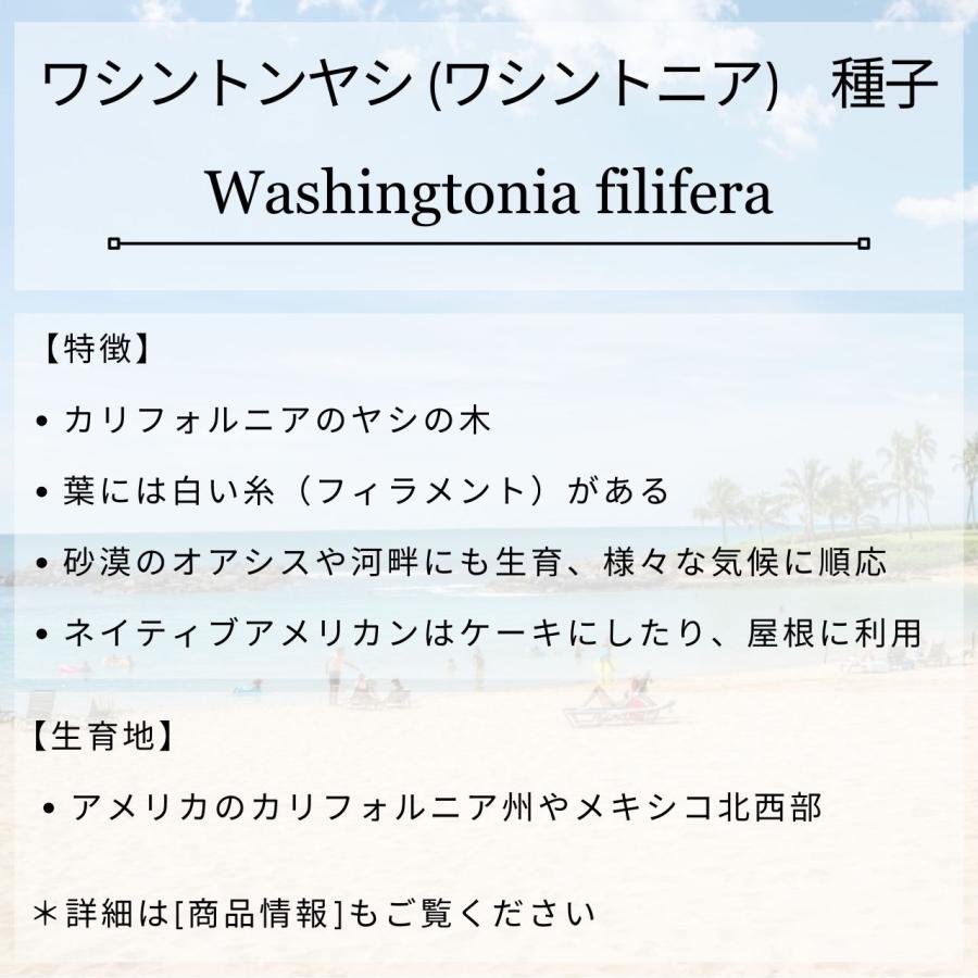 ワシントンヤシ (ワシントニア) 種子 | ワシントニア・フィリフェラ