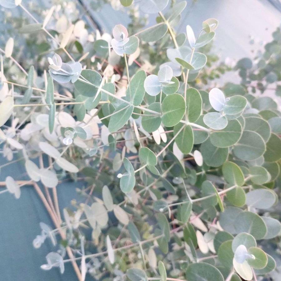 サカタのタネ ハーブ種子 お花の色の変化も楽しめる