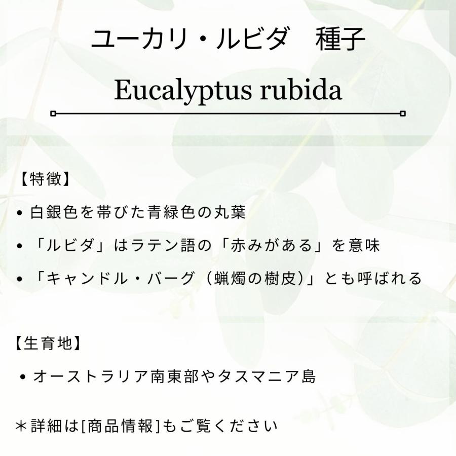 ユーカリ・ルビダ 種子 | キャンドル・バーク - 蝋燭の樹皮 - 種子 |  | 01