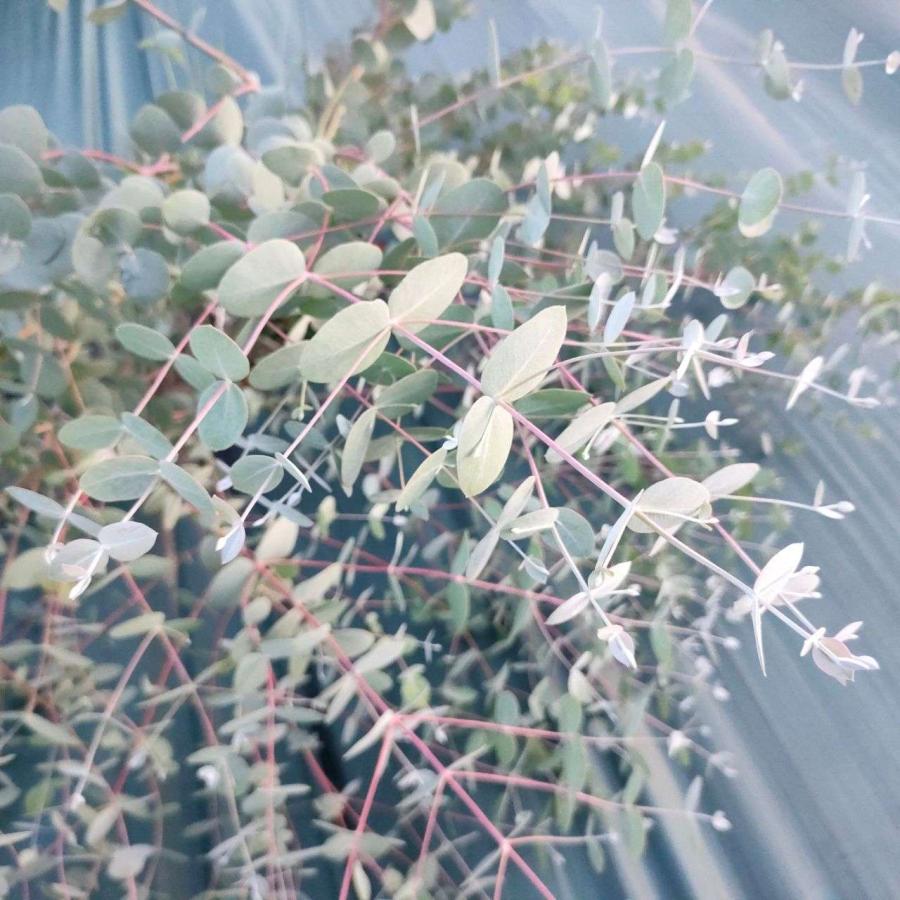 ユーカリ・ルビダ 種子 | キャンドル・バーク - 蝋燭の樹皮 - 種子 |  | 04