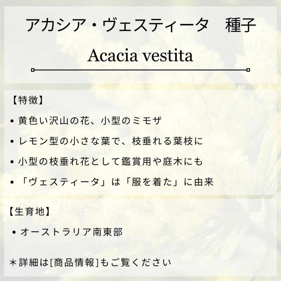 アカシア・ヴェスティータ 種子 | ウィーピング ・アカシア - レモン型の小葉の枝垂れるアカシア - 種子 |  | 01
