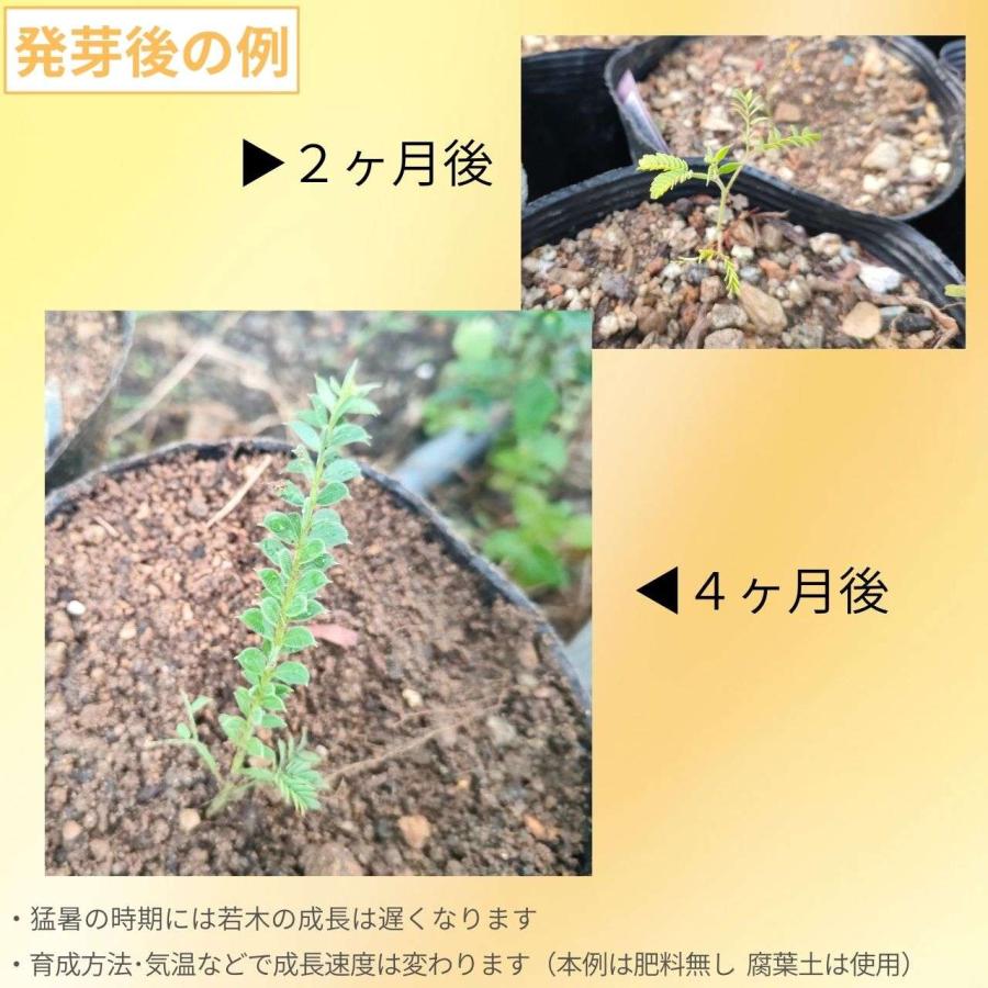 アカシア・ヴェスティータ 種子 | ウィーピング ・アカシア - レモン型の小葉の枝垂れるアカシア - 種子 |  | 02