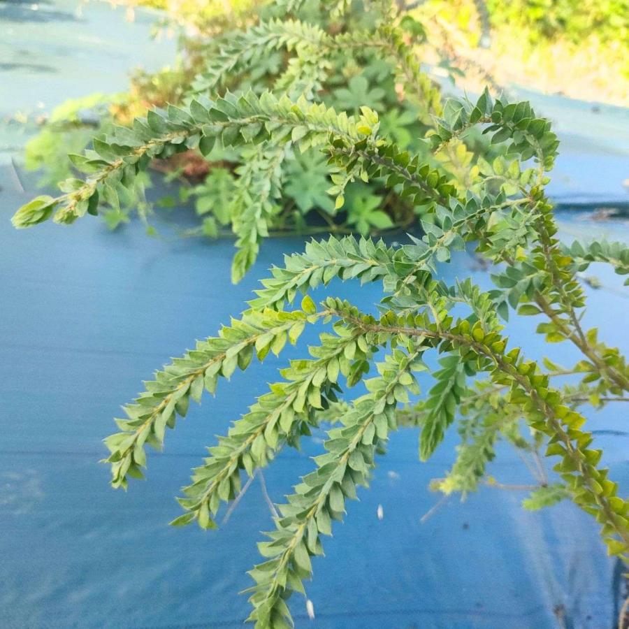 アカシア・ヴェスティータ 種子 | ウィーピング ・アカシア - レモン型の小葉の枝垂れるアカシア - 種子 |  | 03