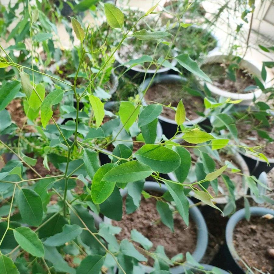 ユーカリ・クロエジアナ 種子 | クイーンズランド・メスメート - 長細い槍状の葉 - 種子 | 