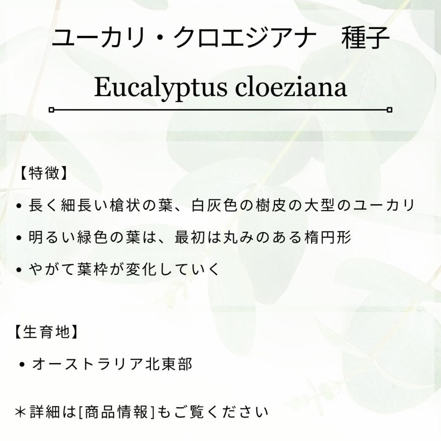 ユーカリ・クロエジアナ 種子 | クイーンズランド・メスメート - 長細い槍状の葉 - 種子 |  | 01