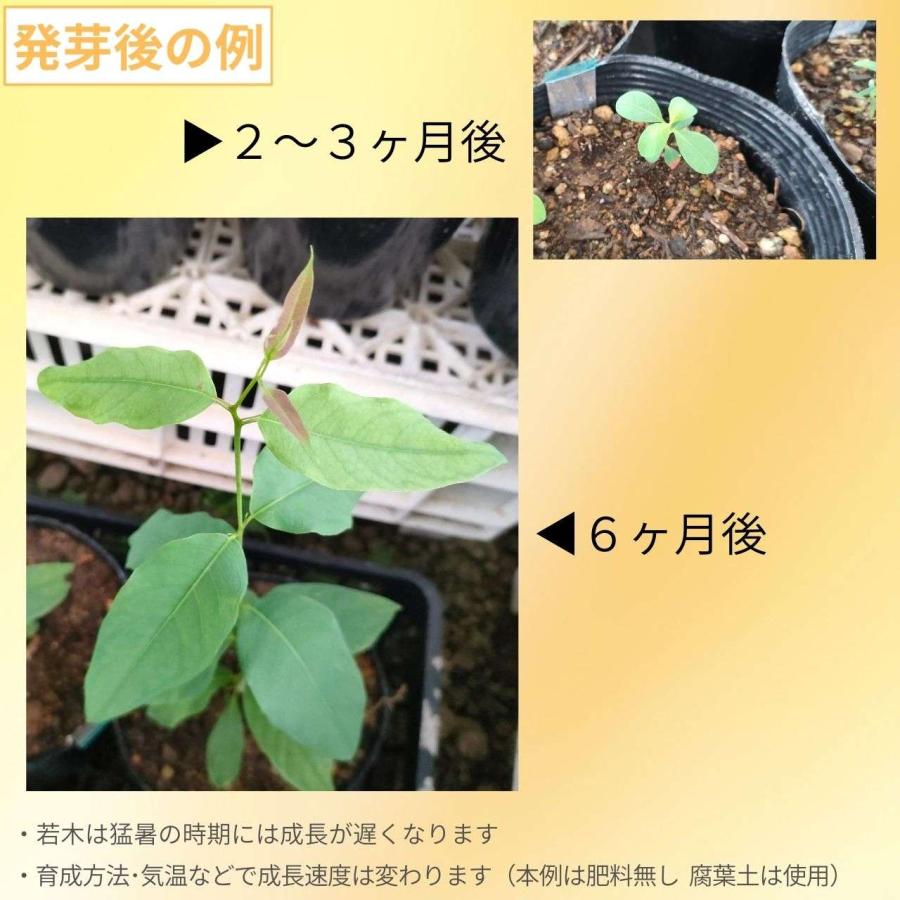 ユーカリ・クロエジアナ 種子 | クイーンズランド・メスメート - 長細い槍状の葉 - 種子 |  | 02