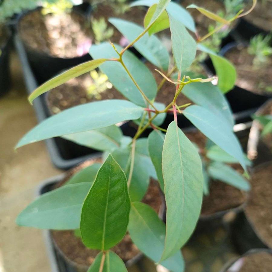 ユーカリ・ピペリータ 種子 | シドニー・ペパーミント - ペパーミント系の香り - 種子 | 