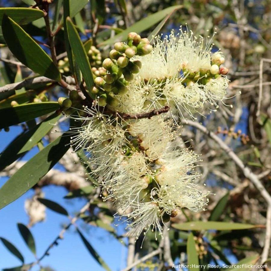 ニアウリ 種子 | メラレウカ・クインクエネルヴィア - エッセンシャルオイルで有名 - 種子 | 