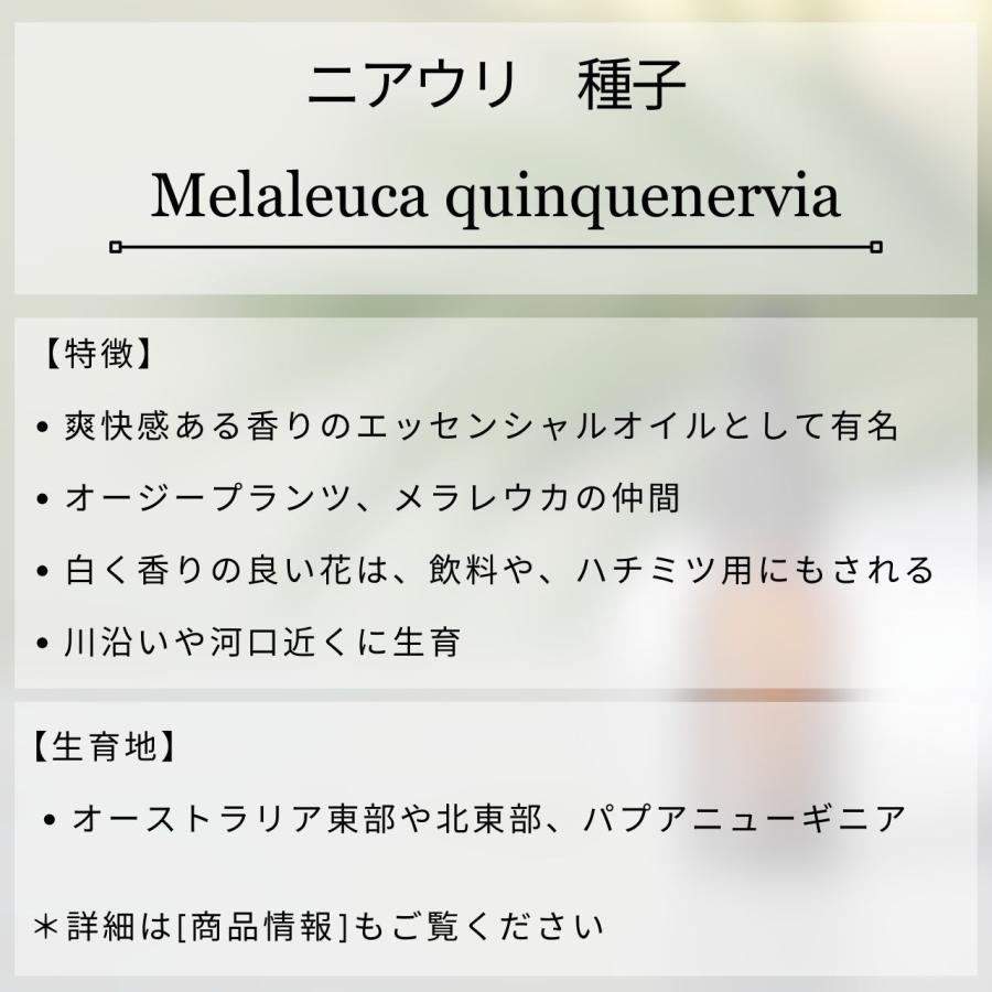 ニアウリ 種子 | メラレウカ・クインクエネルヴィア - エッセンシャルオイルで有名 - 種子 |  | 01